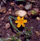 Sisyrinchium arenarium